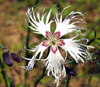Европейская гвоздика Dianthus arenarius. Фото с сайта floralimages.co.uk