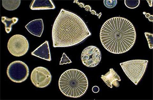 Различные диатомовые. Фото с сайта www.micrographia.com