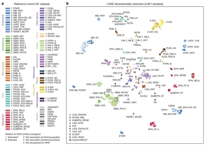 Типизация опухолей мозга, полученная в результате работы предложенных в обсуждаемой работе алгоритмов