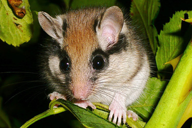 Садовая соня (<i>Eliomys quercinus</i>)