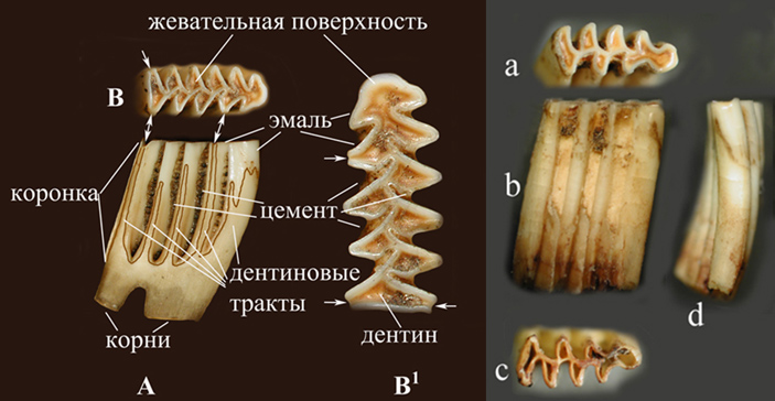 Рис. 2. Зубы ондатры и водяной полевки