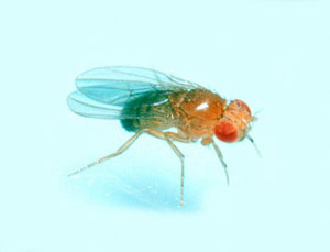 Дрозофила (фото с сайта www.aquaria.com.ua)