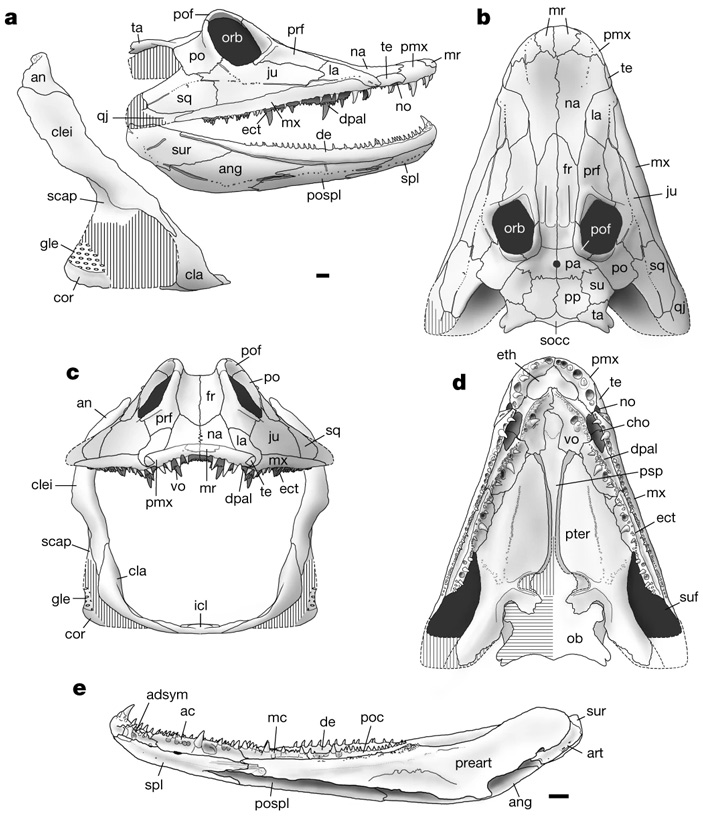 Рис. 4. Реконструкция Parmastega aelidae