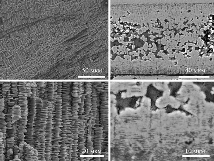 Слева — арагонитовая стенка раковины юрского аммонита Amoeboceras, сохранившаяся в оригинальном виде. Справа — стенка раковины юрского аммонита Garniericeras, в которой арагонит фосфатизировался (заместился апатитом)