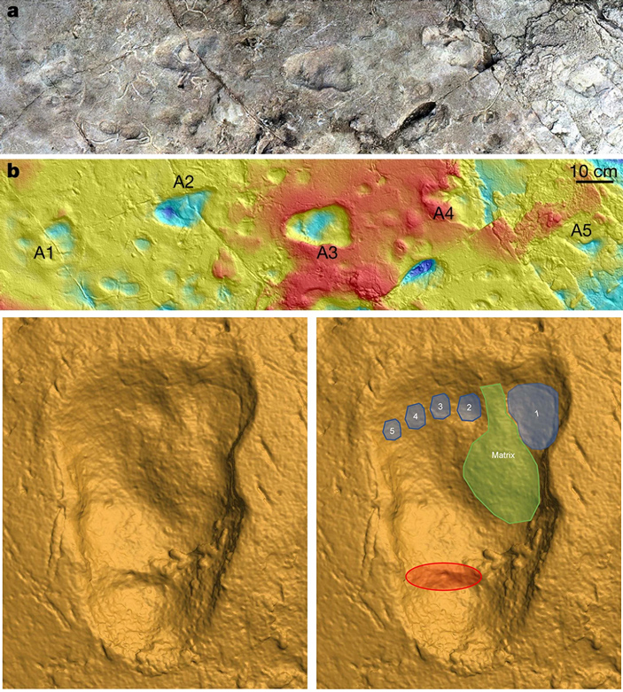 Рис. 1. Цепочка из пяти следов прямоходящего родича людей, обнаруженная в местонахождении Лаэтоли