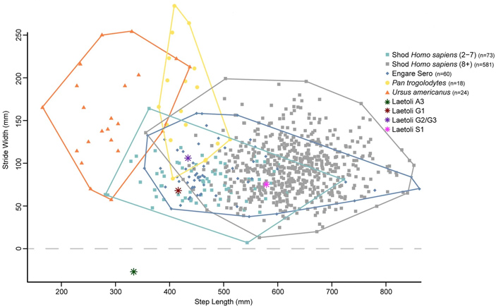 Рис. 4. Соотношение длины и ширины шага у разных приматов и медведя