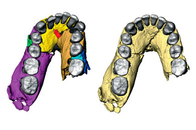 Нижняя челюсть <i>Homo habilis</i> OH7