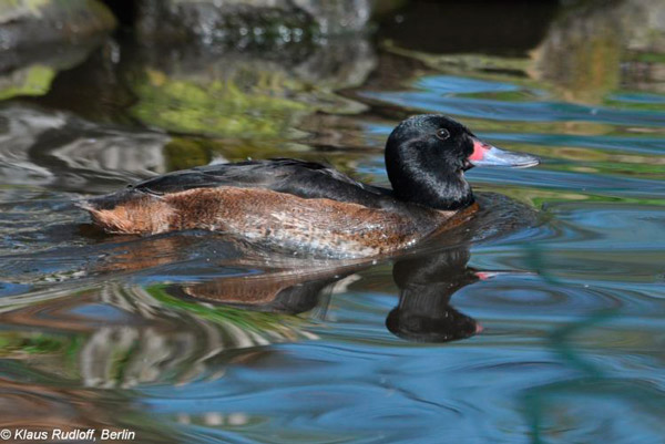 Черноголовая утка (Heteronetta atricapilla)