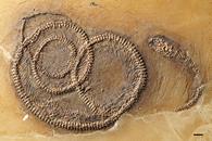 Змея Palaeopython fischeri с ящерицей в желудке