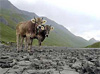Фото с сайта news.bbc.co.uk