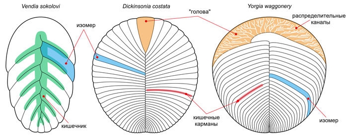 Рис. 6. Строение некоторых вендобионтов