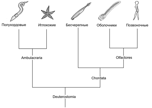 Рис. 2. Современное эволюционное древо вторичноротых