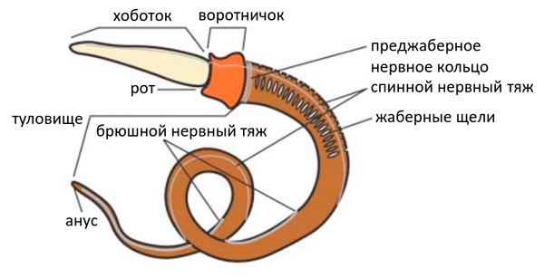 Рис. 4. Строение полухордового Saccoglossus kowalevskii