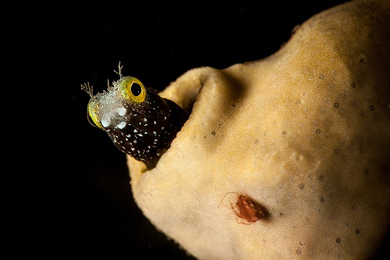 Acanthemblemaria spinosa