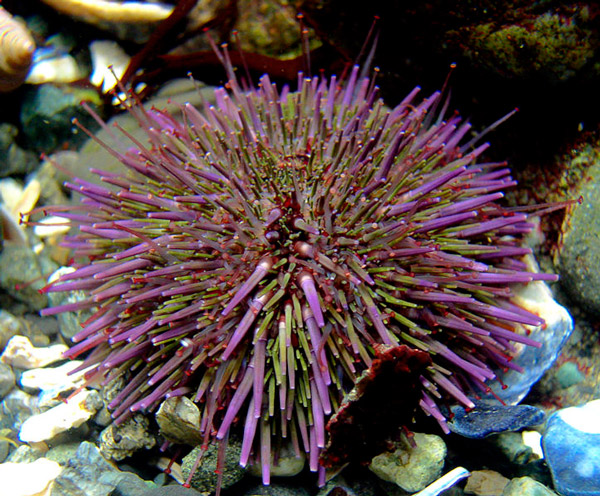 <b>Рис. 1.</b> Пурпурный морской еж (<i>Strongylocentrotus purpuratus</i>)