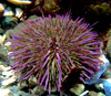 Пурпурный морской еж (<i>Strongylocentrotus purpuratus</i>)