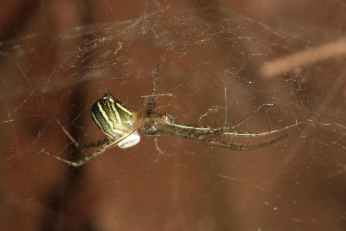 Рис. 1. Самка паука Manogea porracea