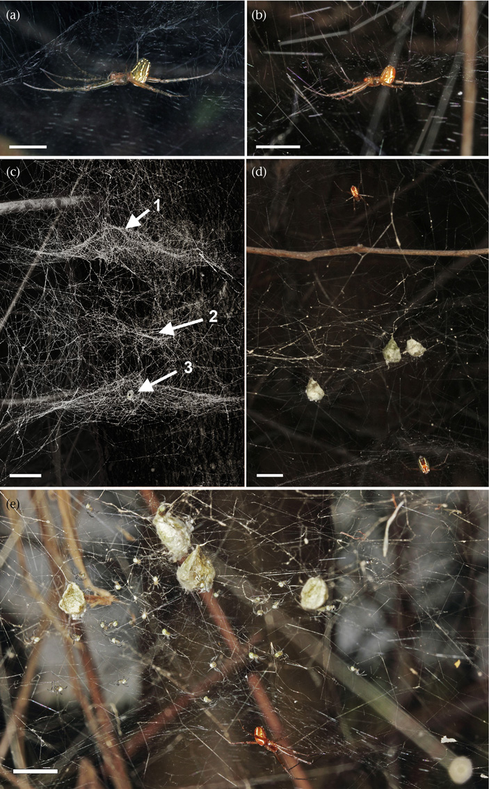 Рис. 2. a — самка M. porracea; b — самец M. porracea; c — ловчие сети самца (стрелка 1), самки (стрелка 3) и положение яйцевых коконов (стрелка 2); d, e — яйцевые коконы при более крупном увеличении