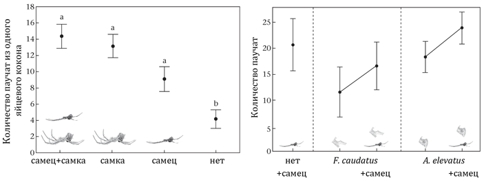 Рис. 4. Слева: количество паучат из одного яйцевого кокона на сети, где присутствовали оба родителя, только один из них либо взрослых пауков вообще не было. Справа: количество паучат, появившихся из коконов на сети с самцом M. porracea либо в его отсутствие