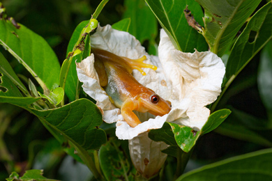 Ромбоглазая квакша (Xenohyla truncata) с пыльцевыми зернами, прилипшими к ее спине