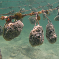 Разведение губок на морской ферме