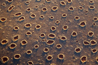 Рис.&nbsp;1. Так выглядят сверху загадочные круги в&nbsp;Намибийской пустыне: среди травы с&nbsp;определенной регулярностью расположены проплешины голой земли (диаметром 2–12&nbsp;м), окруженные узкими «воротниками» более густой травы