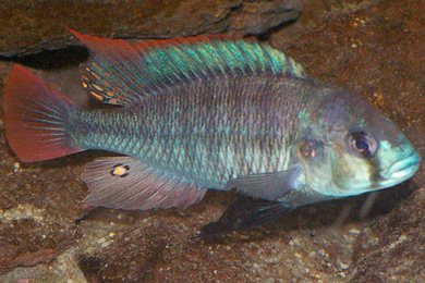 Цихлиды <i>Haplochromis pyrrhocephalus</i> и <i>Platytaeniodus degeni</i>