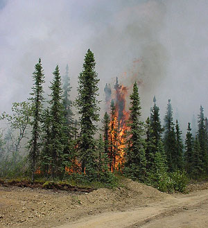 Отдельные экземпляры черной ели (Picea mariana) во время пожаров могут вспыхивать как факелы. Снимок сделан на Аляске. Фото с сайта www.dnr.state.ak.us