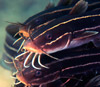 Сомики Plotosus japonicas