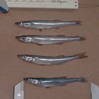 Представители подсемейства Menidiinae, семейства Atherinopsidae (Chirostoma estor)
