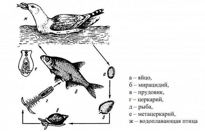 Жизненный цикл трематоды