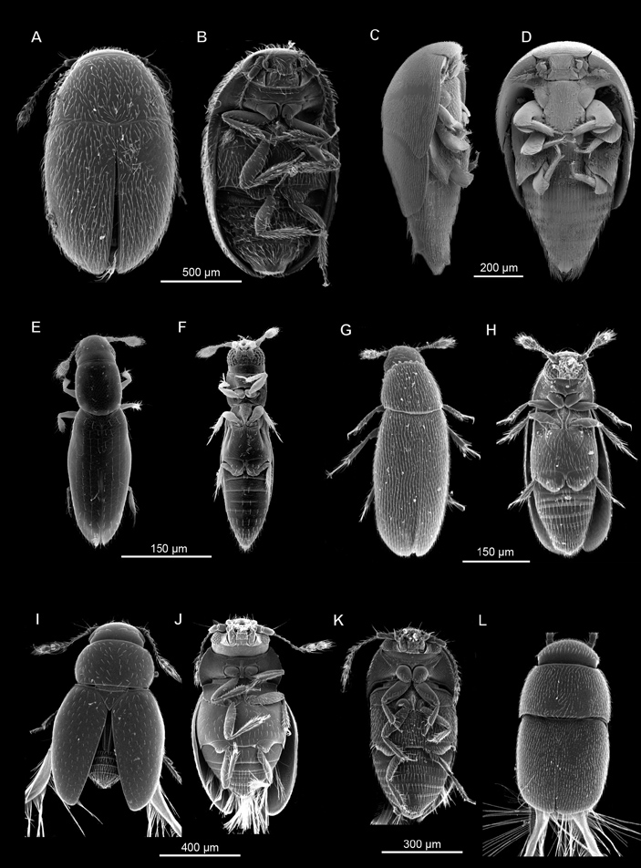 Рис. 2. Жуки из семейства Ptiliidae