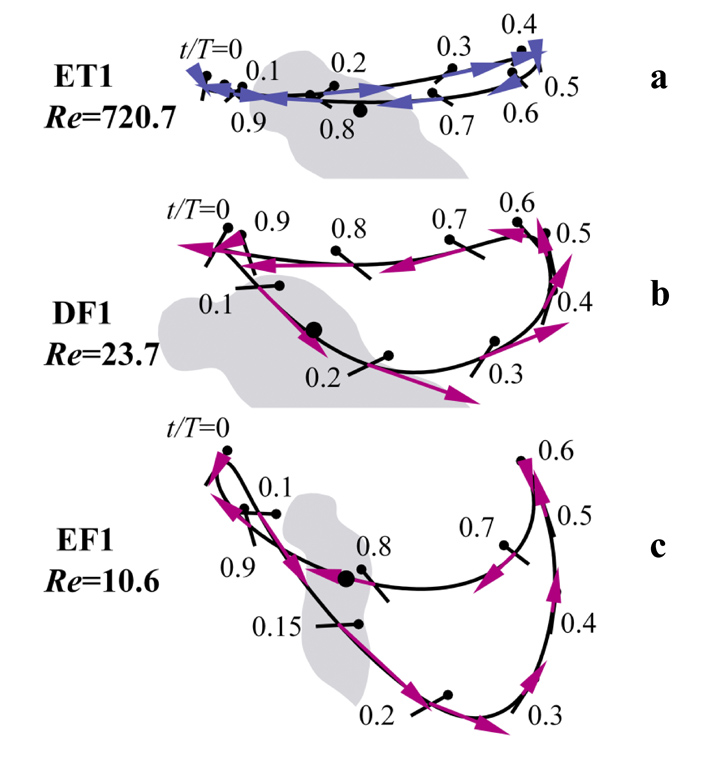 Рис. 5. Траектории движения вершины крыла у насекомых разного размера