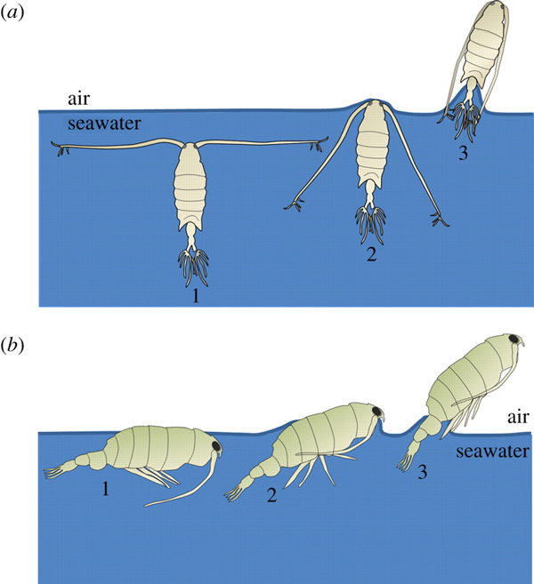 Положение Labidocera aestiva и Anomalocera ornata в начале полета