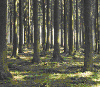 Фото из статьи Peter Högberg Environmental science: (Nitrogen impacts on forest carbon // Nature. 2007. V. 447. P. 781-782), сопровождающей публикацию обсуждаемой работы. Фото с сайта botanica/photolibrary.com
