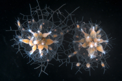 Две колонии гидрактинии начали слияние