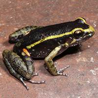Lithodytes lineatus