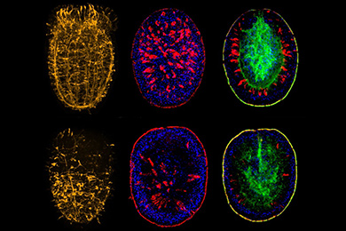 Срезы планул нематостеллы