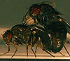 Копуляция Drosophila montana. Изображение с сайта www.jyu.fi