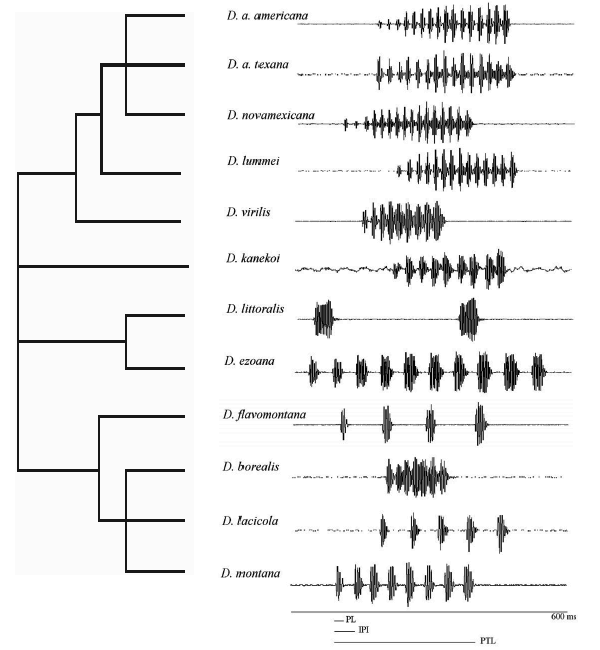 Рис.&nbsp;1. Филогения и акустические сигналы группы Drosophila virilis. Изображение с сайта herkules.oulu.fi