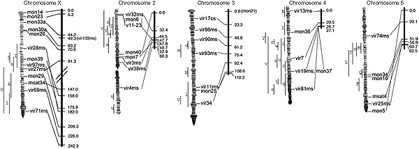 Рис.&nbsp;2. Рекомбинационные и цитологические карты для пяти хромосом Drosophila montana. Рисунок из статьи Schaefer et&nbsp;al., 2010