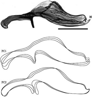 Рис. 3. Верхний рисунок показывает вид сбоку дистифаллуса самца D.&nbsp;montana. На двух других рисунках показаны контуры двух главных компонент, описывающих вариации формы дистифаллуса. Рисунок из обсуждаемой статьи в Journal of Evolutionary Biology