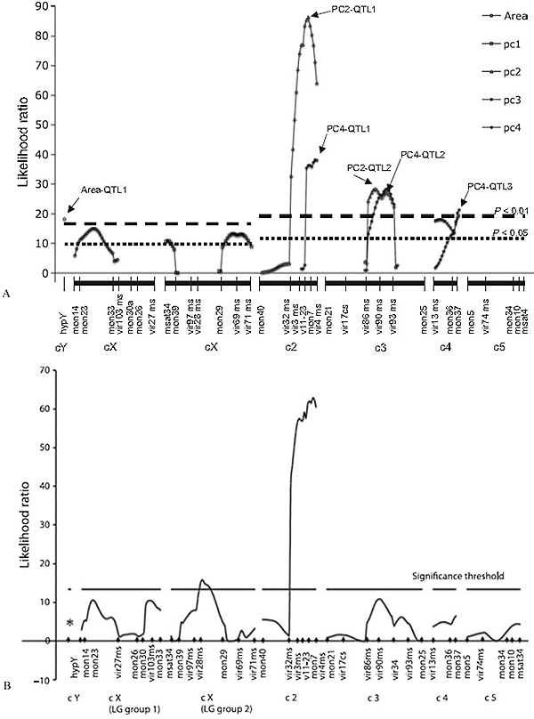 Рис. 4. Результаты QTL-картирования формы и размера дистифаллуса&nbsp;(A) и несущей частоты песни&nbsp;(B) у D.&nbsp;montana для четырех аутосом (с2–с5), двух сцепленных групп X-хромосом (сX) и Y-хромосомы (сY). Кривые отражают вероятность того, что тот или иной генетический маркер ассоциирован с различиями в форме копулятивного аппарата&nbsp;(A) или с различиями в частоте песни&nbsp;(B). Рисунок&nbsp;A из обсуждаемой статьи в Journal of Evolutionary Biology, рисунок&nbsp;B из более ранней статьи тех же авторов (Schaefer et&nbsp;al., 2010)