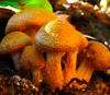 Толстоногие опята <i>Armillaria gallica</i>