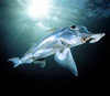 Химера <i>Callorhinchus milii</i>