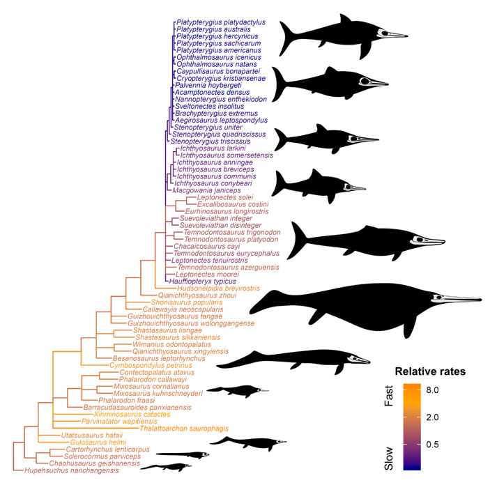 Филогенетическое дерево ихтиозавров