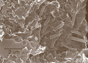 Бактерии, использующие ионы металлов из глинистых минералов для клеточного дыхания (фото с сайта www.biogeosciences.org)