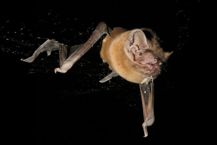Гигантская вечерница (Nyctalus lasiopterus)
