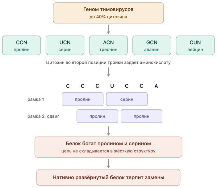 Аминокислоты в геноме, богатом цитозином
