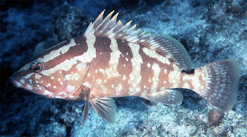 Групер Нассау (Epinephelus striatus) очень любит рыб-попугаев. Но только маленьких: крупные в пасть не пролезают (фото с сайта www.caribbeanfmc.com)